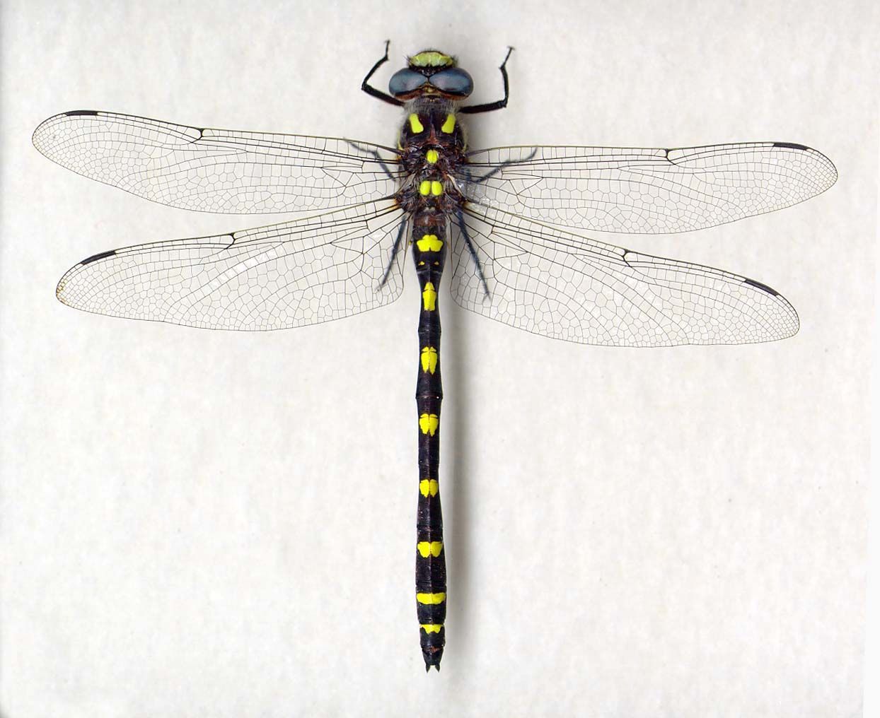 Image of Pacific Spiketail