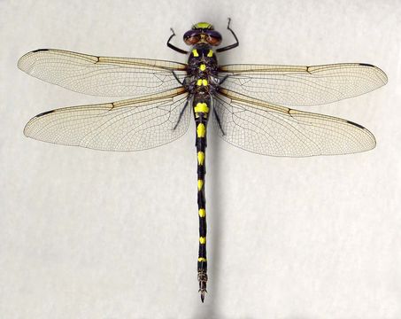 Image of Pacific Spiketail