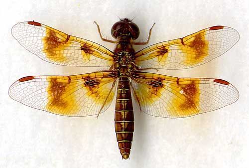 Imagem de Perithemis tenera (Say 1840)