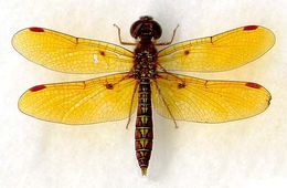 Image of Eastern Amberwing