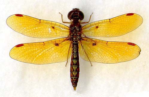 Imagem de Perithemis tenera (Say 1840)