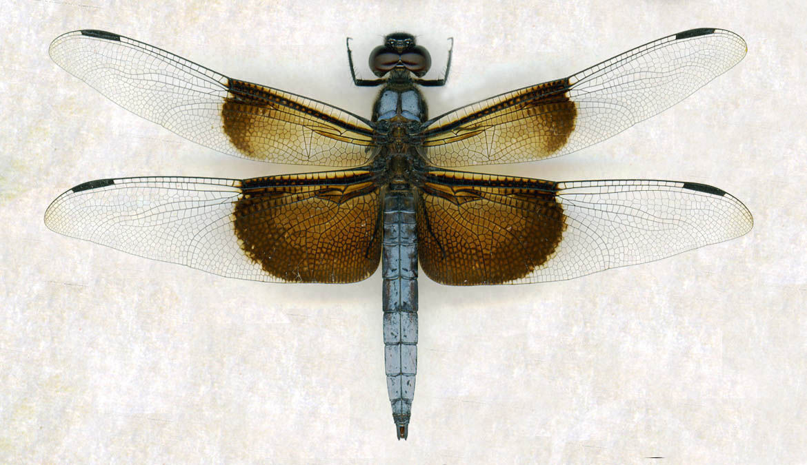 Libellula luctuosa Burmeister 1839 resmi