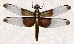 Libellula luctuosa Burmeister 1839 resmi