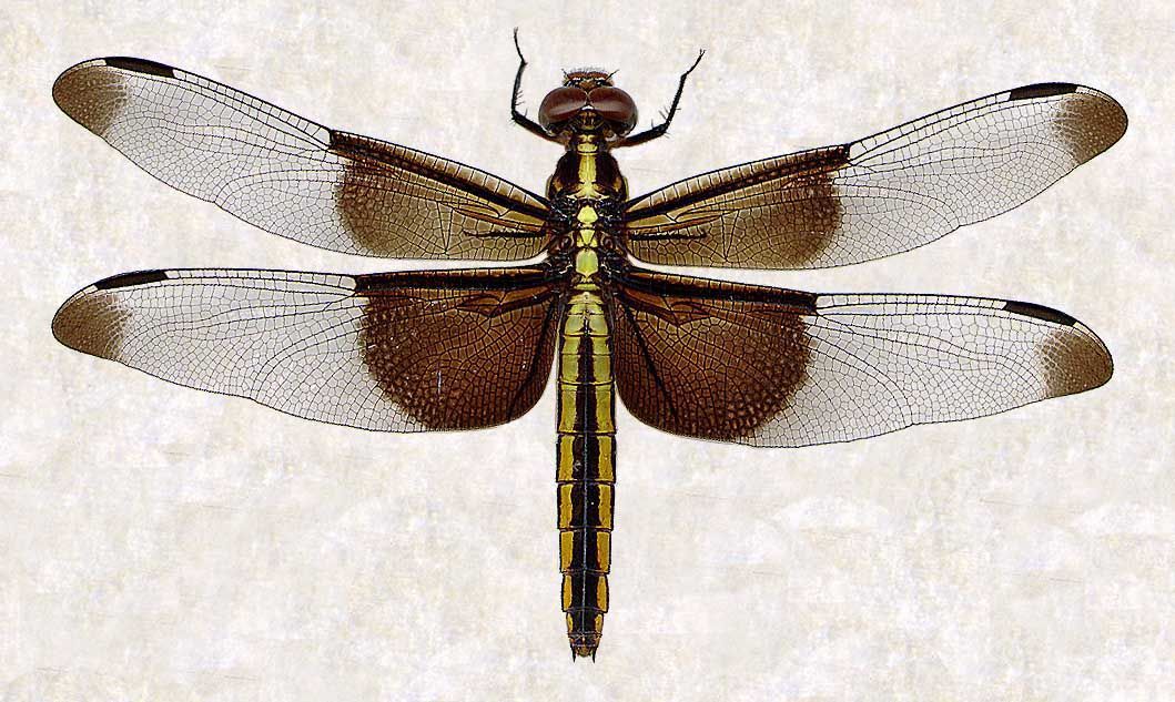 Libellula luctuosa Burmeister 1839 resmi