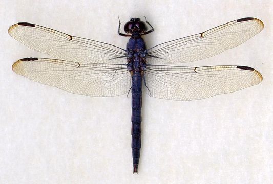 Libellula incesta Hagen 1861 resmi