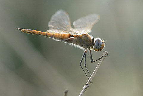 Image of Rainpool Gliders