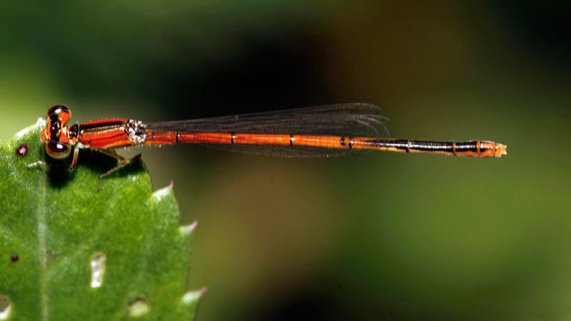 Image of Citrine Forktail