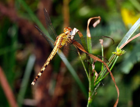 Image of Dragonlets