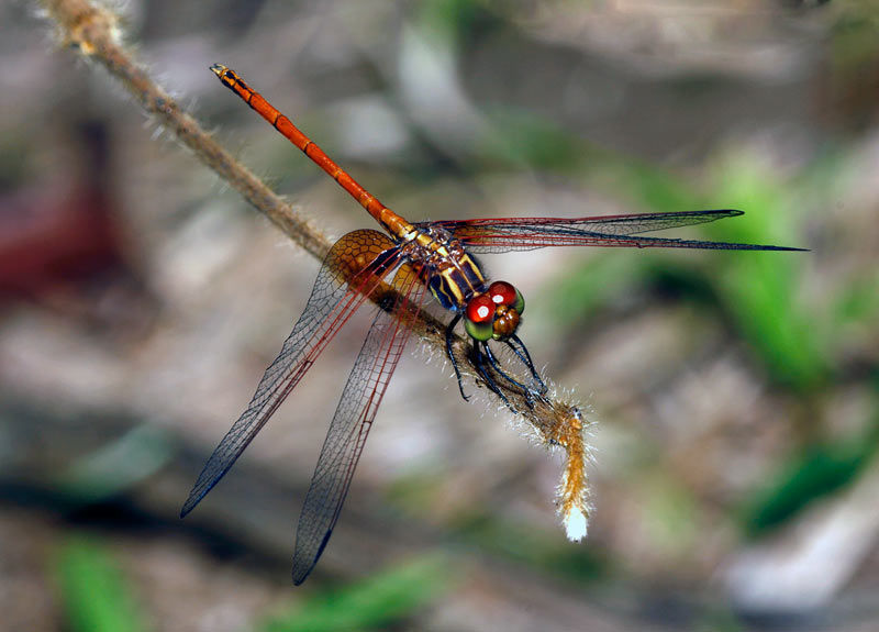 Imagem de Dythemis rufinervis (Burmeister 1839)