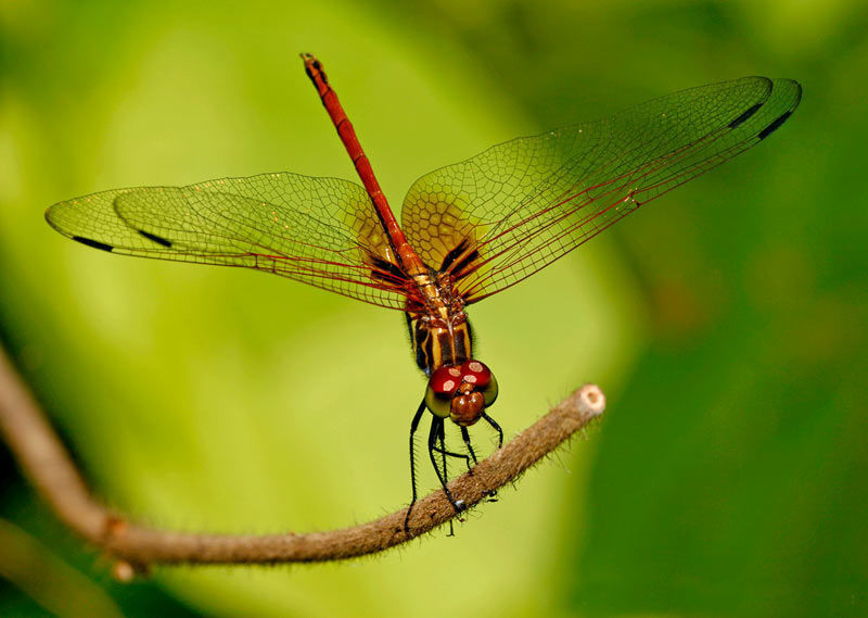 Imagem de Dythemis rufinervis (Burmeister 1839)