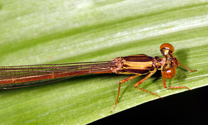 Image of Rambur's Forktail