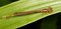 Image of Rambur's Forktail