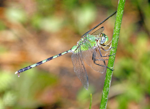 Image of Pondhawks