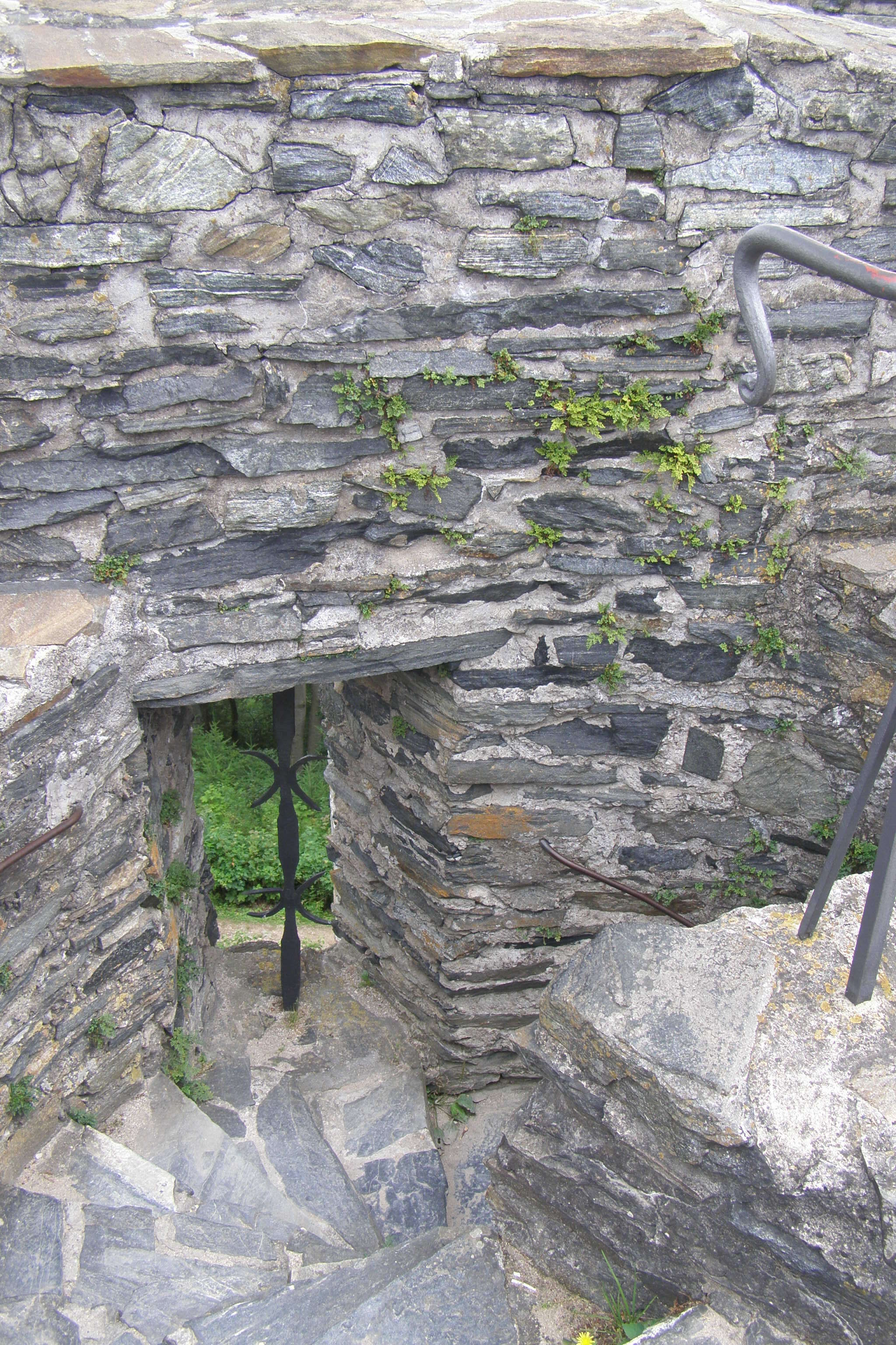 Image of Wall-rue