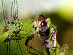 Image of Pondhawks