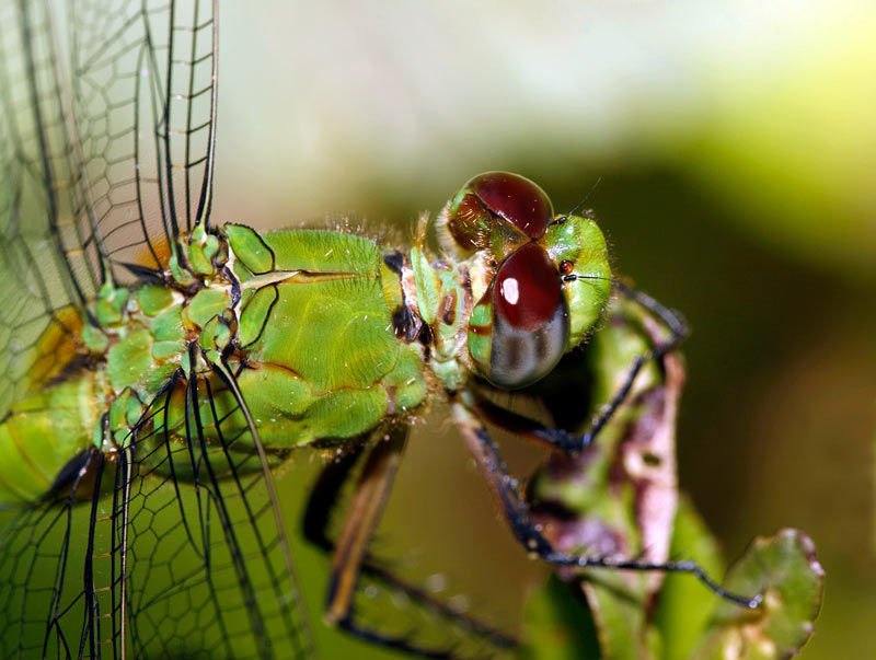 Erythemis Hagen 1861 resmi