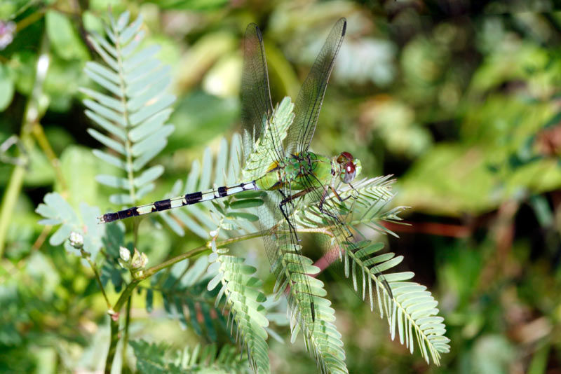 Image of Pondhawks