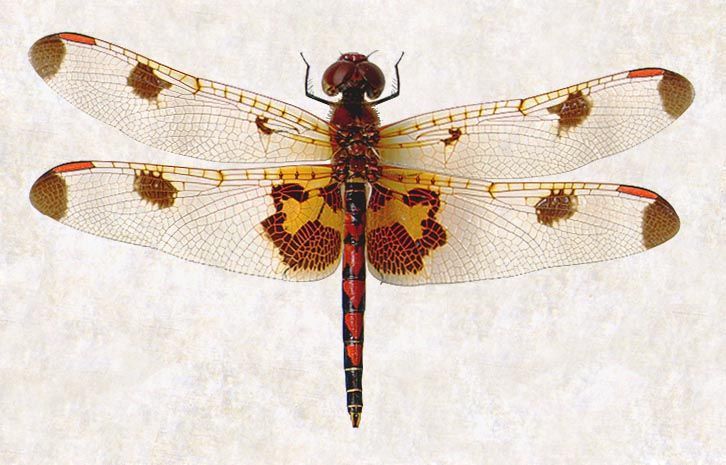 Celithemis elisa (Hagen 1861) resmi