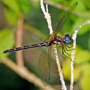 Image of Macrothemis celeno (Selys ex Sagra 1857)