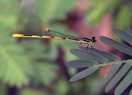 Image of Citrine Forktail