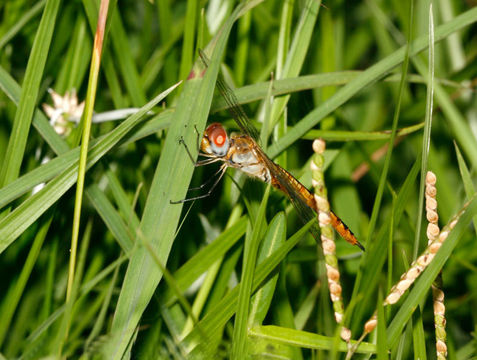 Image of Rainpool Gliders