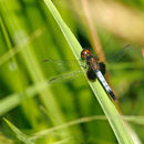 Слика од Erythrodiplax justiniana (Selys ex Sagra 1857)