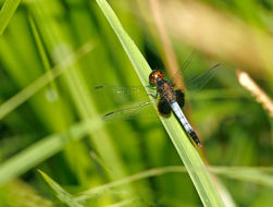 Sivun Erythrodiplax justiniana (Selys ex Sagra 1857) kuva