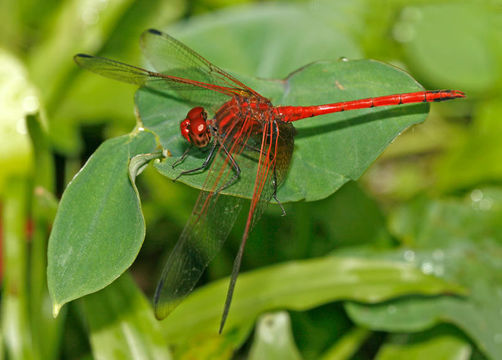 Image of Dythemis rufinervis (Burmeister 1839)