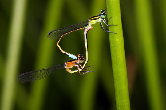 Image of Rambur's Forktail