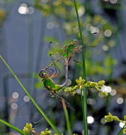 Image of Pondhawks