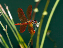 Image of Slough Amberwing