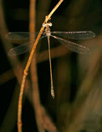 Image of Lestes spumarius Hagen ex Selys 1862