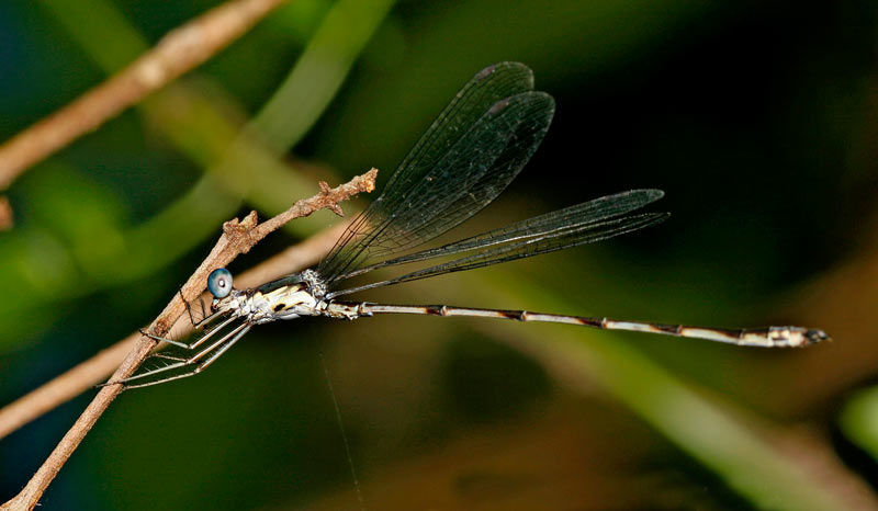 Image of Lestes spumarius Hagen ex Selys 1862