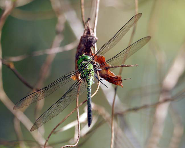 Imagem de Coryphaeschna viriditas Calvert 1952