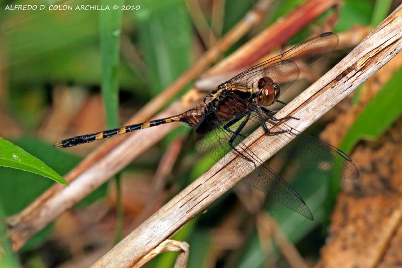 Image of Pondhawks