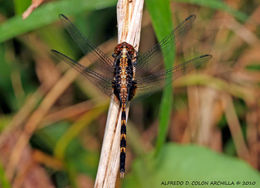 Image of Pondhawks