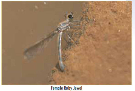 Image of Chlorocypha Fraser 1928