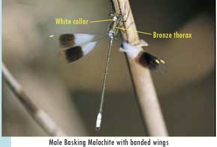 Image of Basking malachite