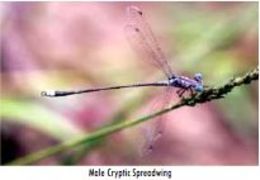 Image of Lestes dissimulans Fraser 1955