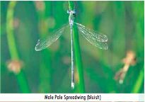 Image of Lestes sternalis Navás 1930