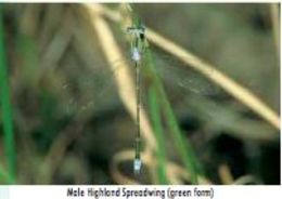 Image of Common Spreadwing