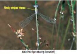 Image of Common Spreadwing