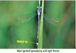 Image of Spotted Spreadwing