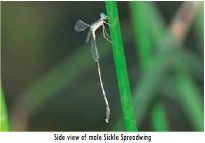 Image of Lestes uncifer Karsch 1899