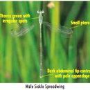 Image of Lestes uncifer Karsch 1899