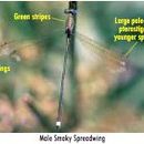 Image of Smoky Spreadwing