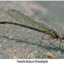 Image of Kubusi stream damsel