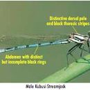 Image of Kubusi stream damsel