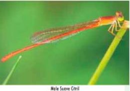 Image of Ceriagrion suave Ris 1921