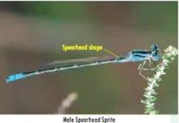 Image of Pseudagrion assegaii Pinhey 1950